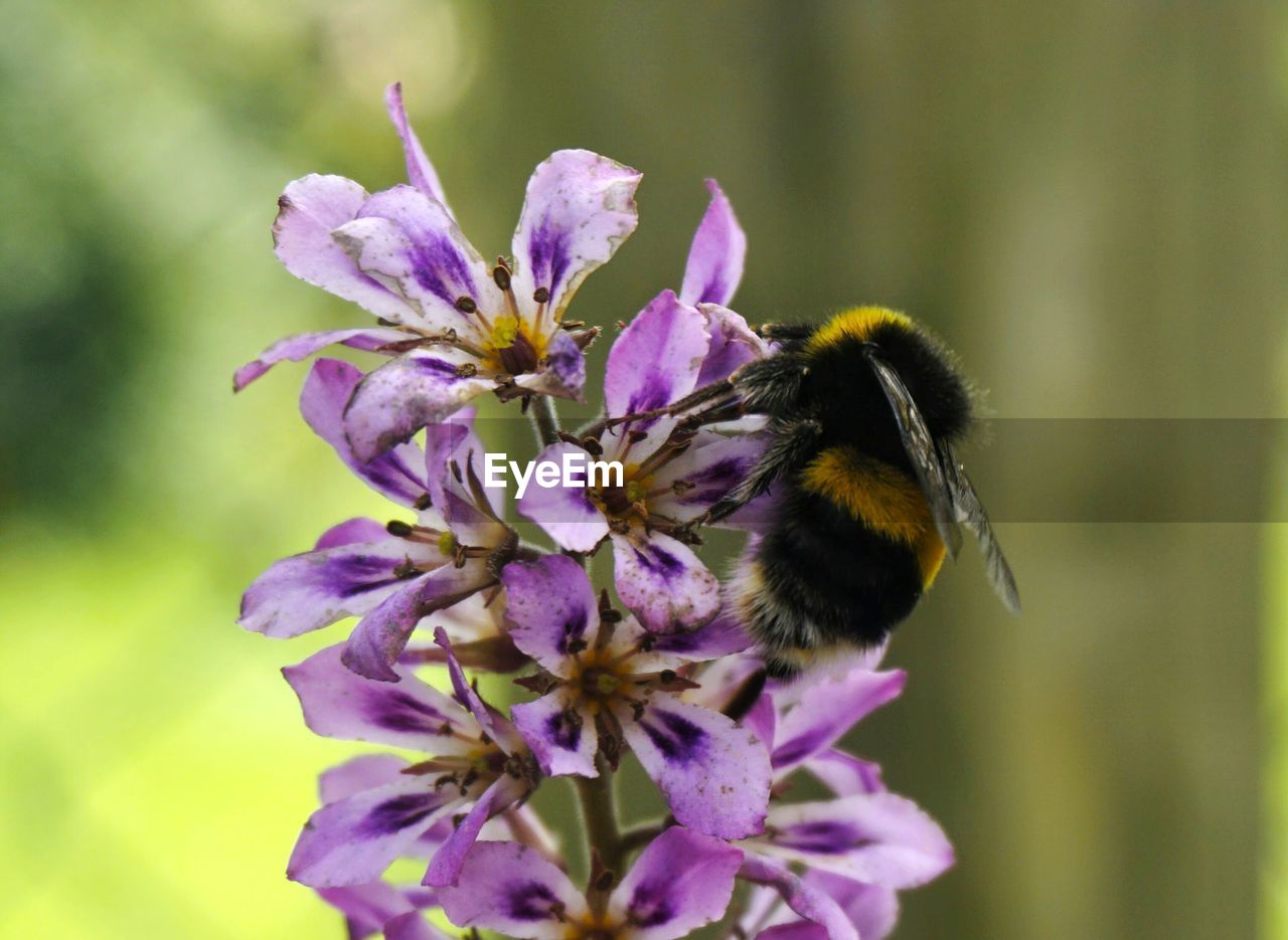 CLOSE-UP OF HONEY BEE ON PURPLE FLOWER