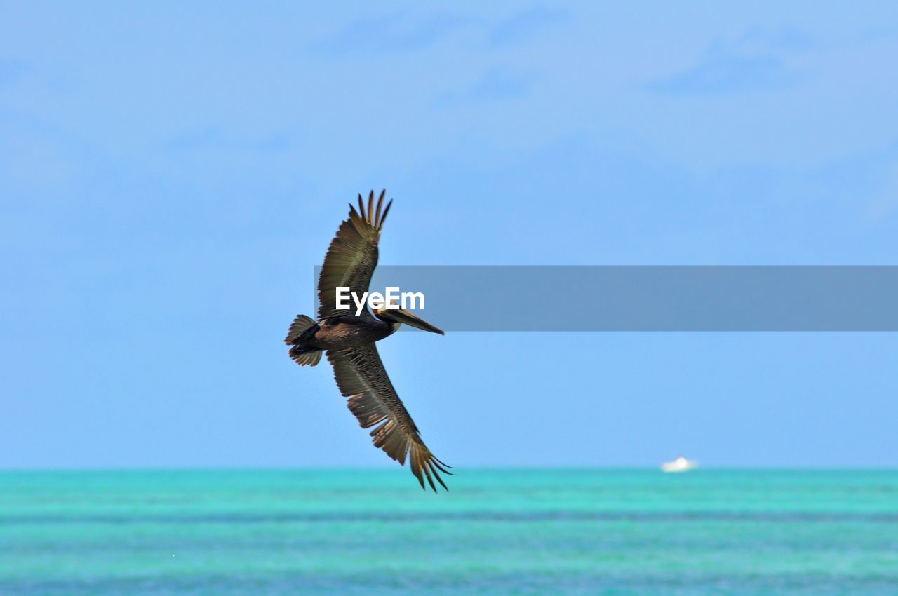 Pelican flying by sea against sky