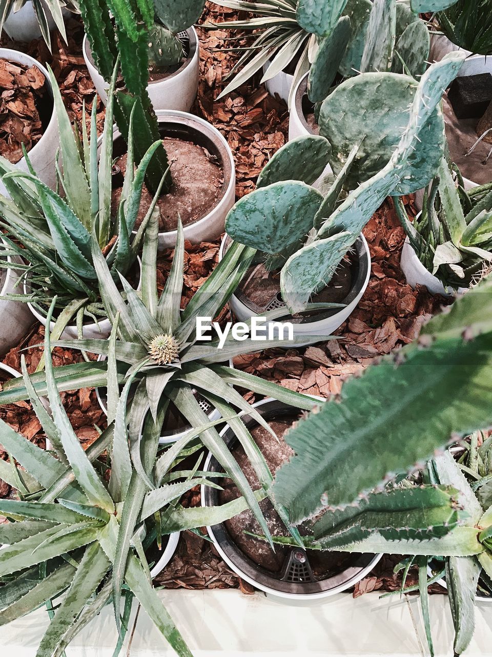 High angle view of potted plants