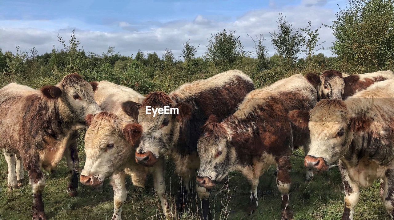 VIEW OF SHEEP IN FARM