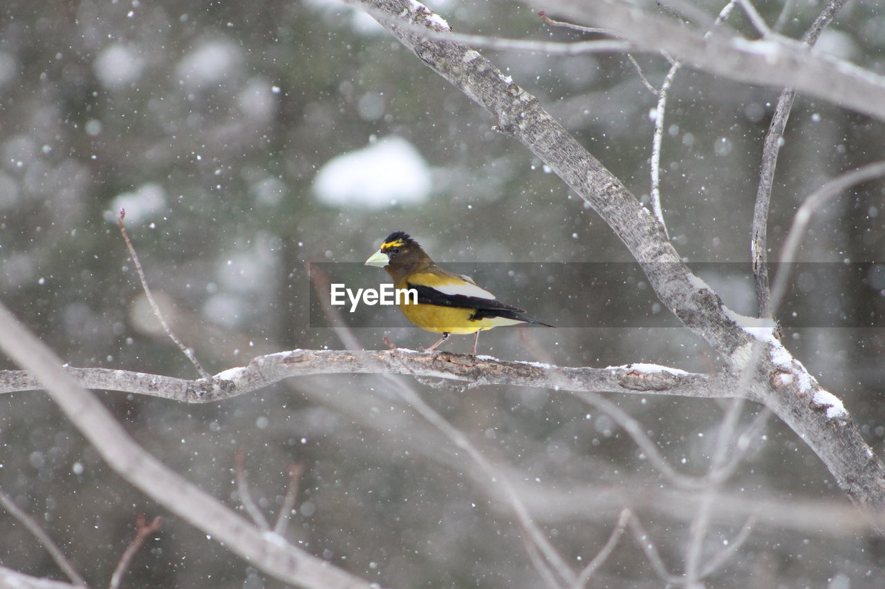 Close-up of bird perching on tree during winter