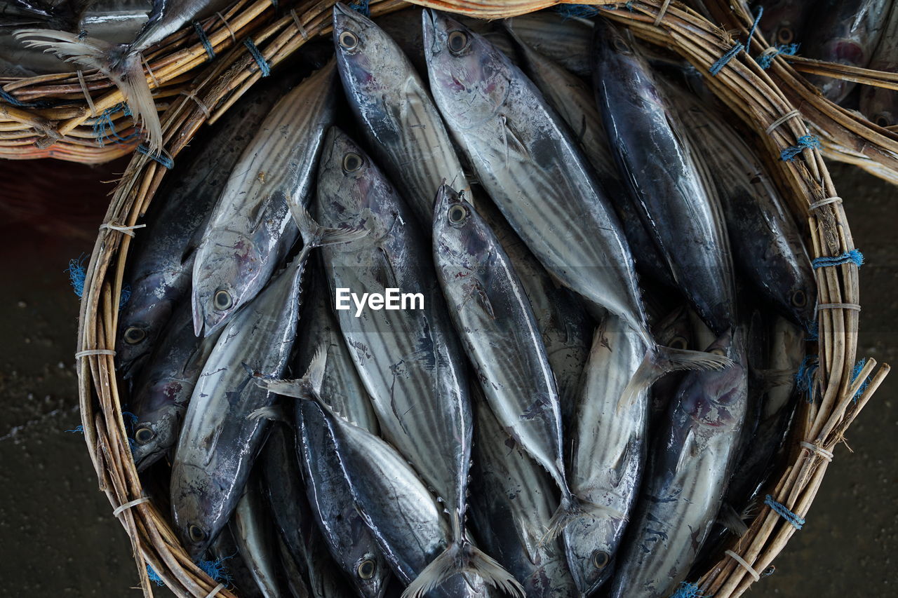 Fresh skipjack tuna at fishing harbour for sale