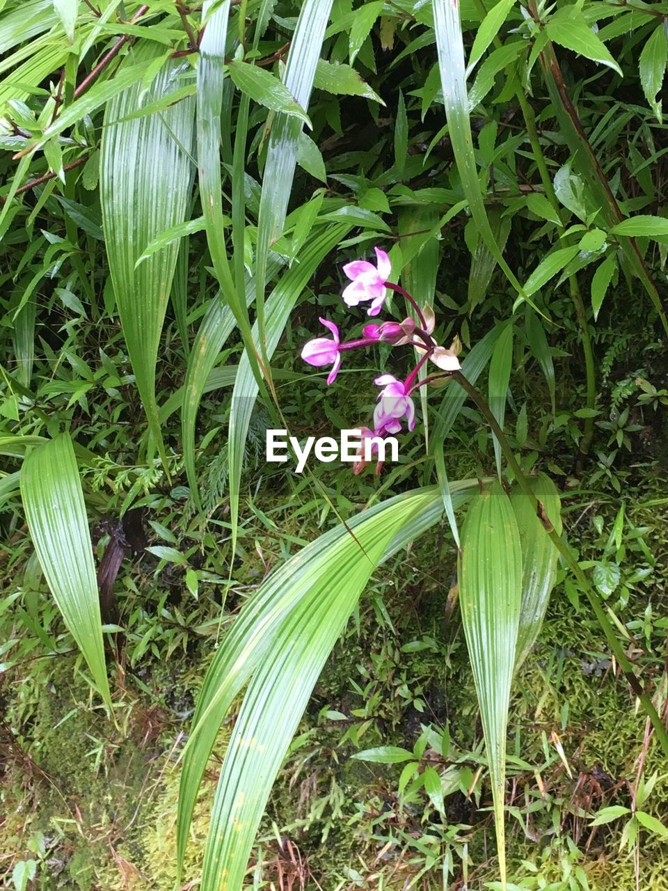 CLOSE-UP OF PURPLE CROCUS BLOOMING ON FIELD