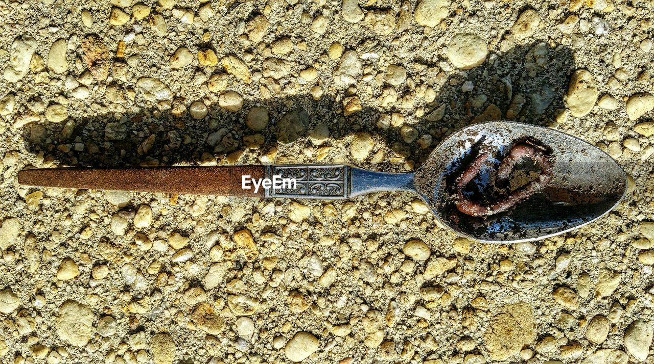 High angle view of earthworm on rusty spoon