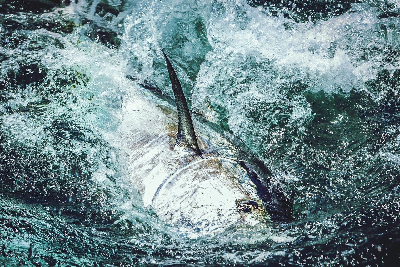 Close-up of fish swimming