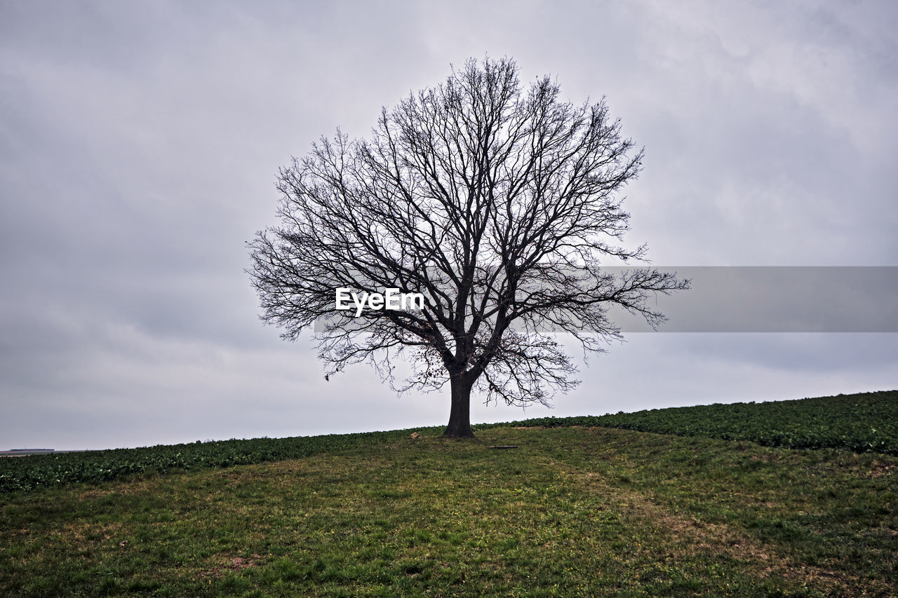 BARE TREES ON FIELD AGAINST SKY