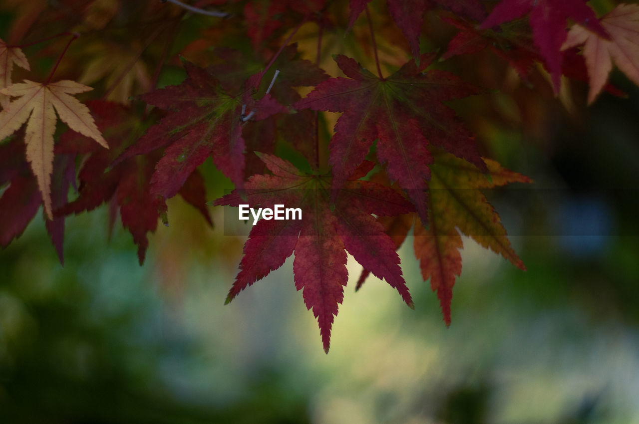 Close-up of maple leaves