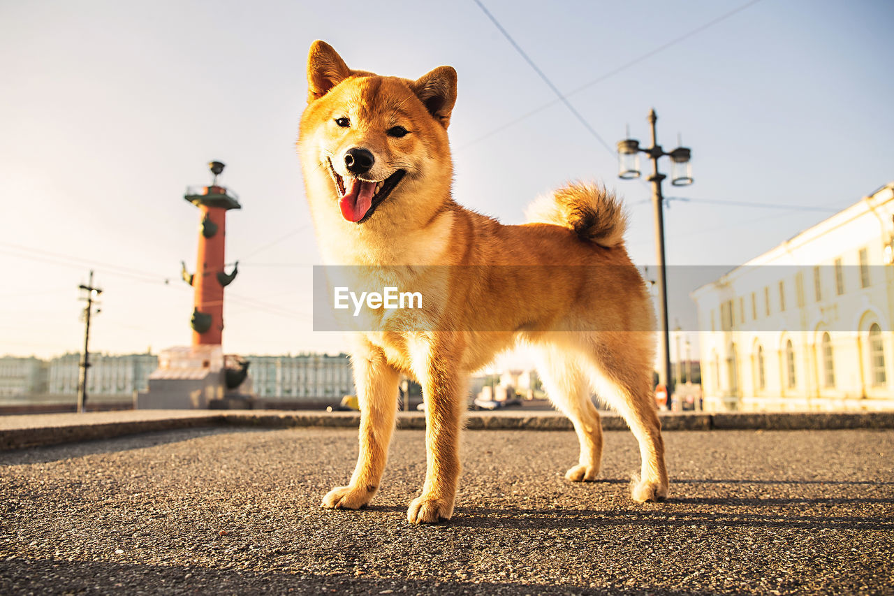 PORTRAIT OF A DOG STANDING ON ROAD