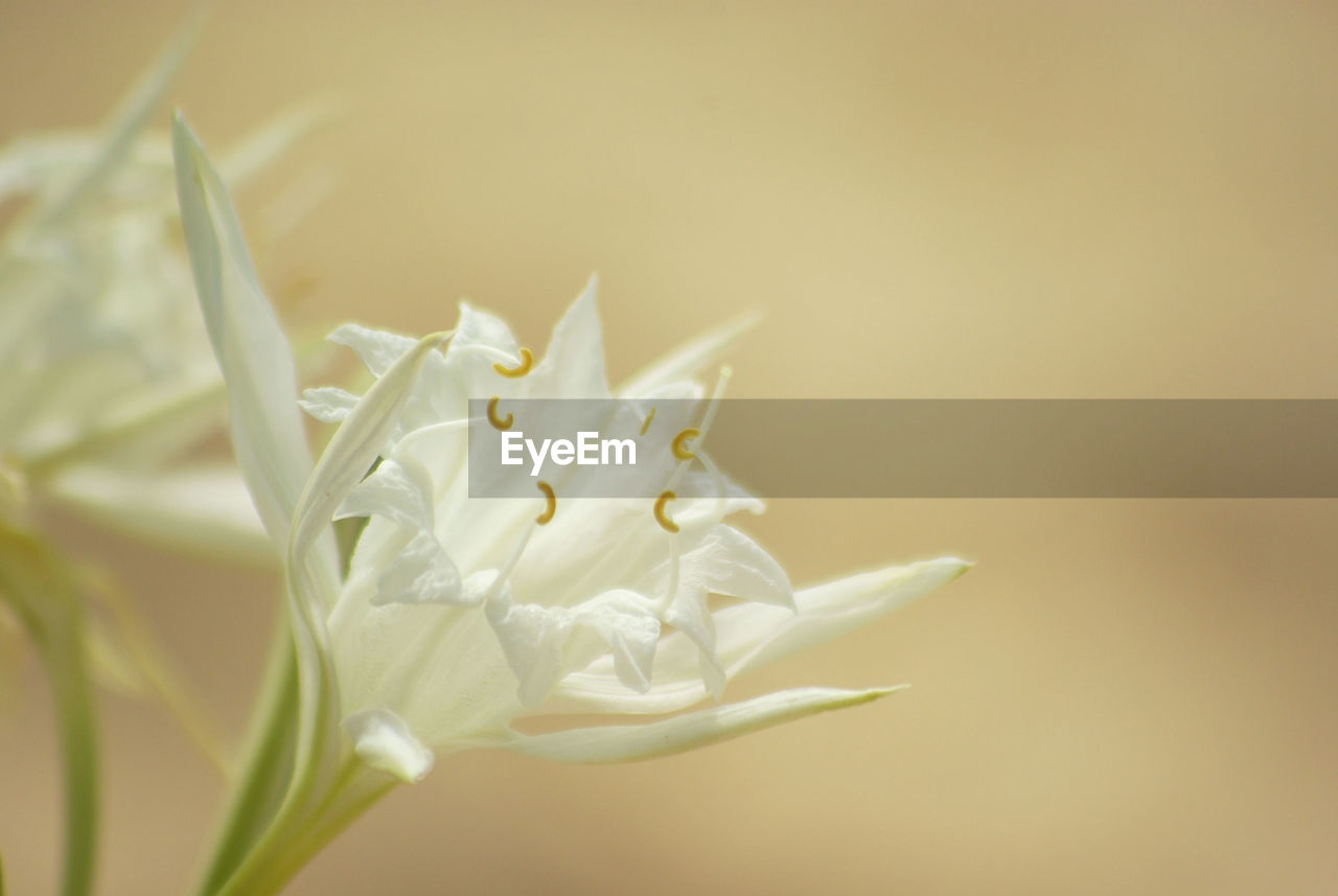 flower, plant, close-up, flowering plant, macro photography, beauty in nature, freshness, white, yellow, fragility, petal, nature, no people, flower head, blossom, growth, inflorescence, plant stem, focus on foreground, plant part, selective focus, copy space, leaf, outdoors