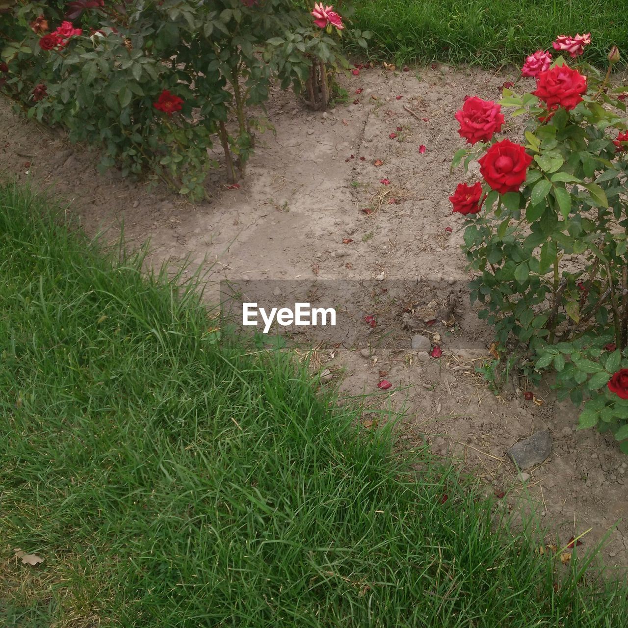 HIGH ANGLE VIEW OF RED ROSE ON FIELD