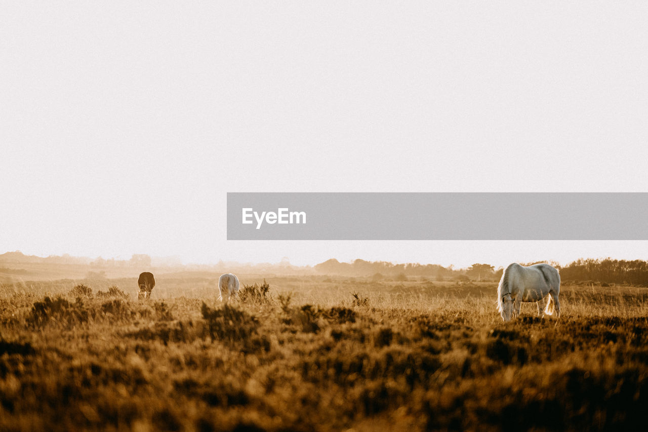 Horses in golden hour grazing