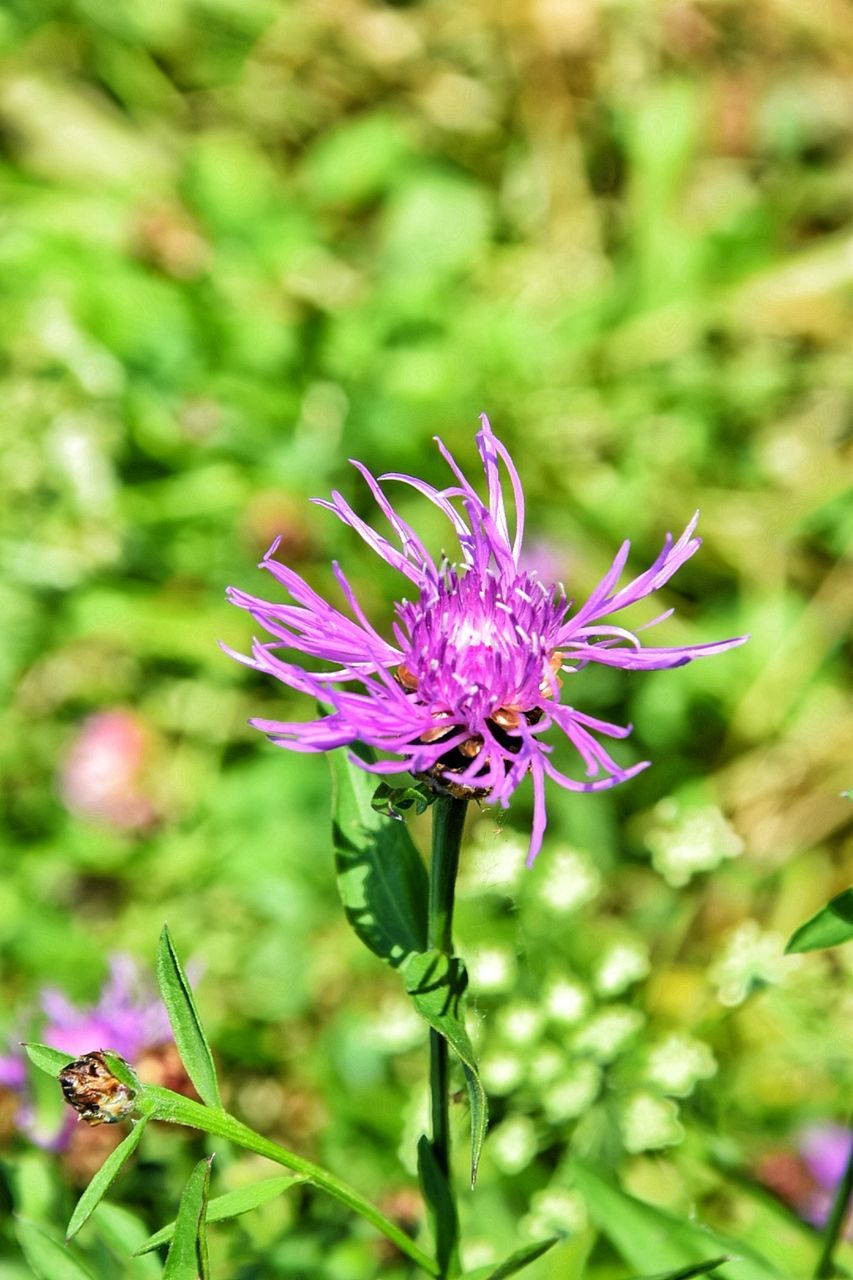 PURPLE FLOWER BLOOMING OUTDOORS