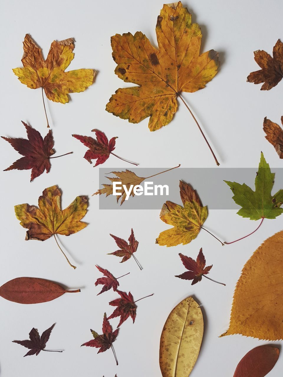 CLOSE-UP OF MAPLE LEAVES FALLEN ON DRY LEAF