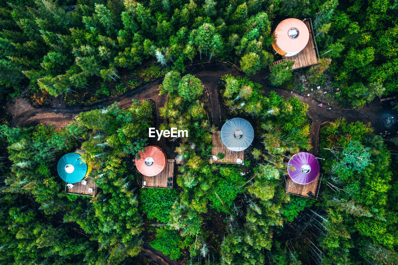 HIGH ANGLE VIEW OF PLANTS IN FOREST