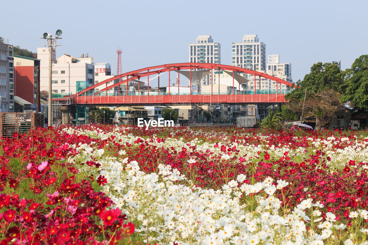 White and red flowers blooming on field