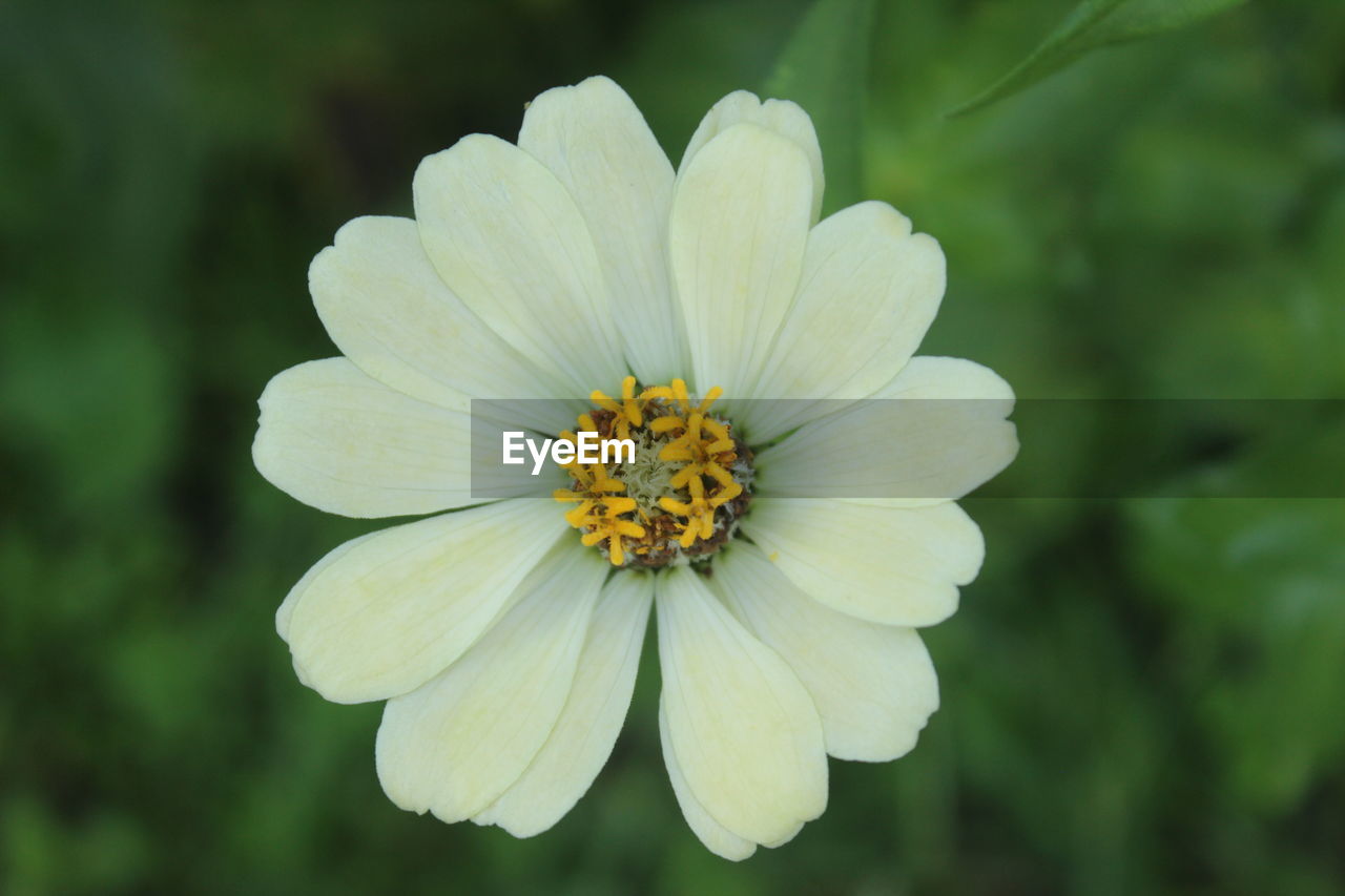 Close-up of white flower