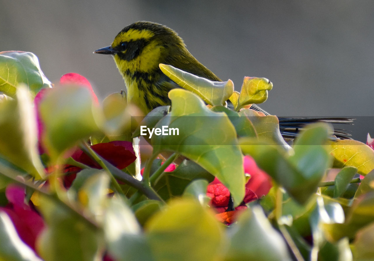 Close-up of  yellow and black warbler bird perching on  bougainvilleas flower