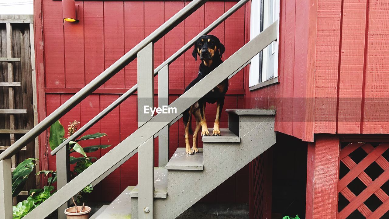Dog standing on wooden steps