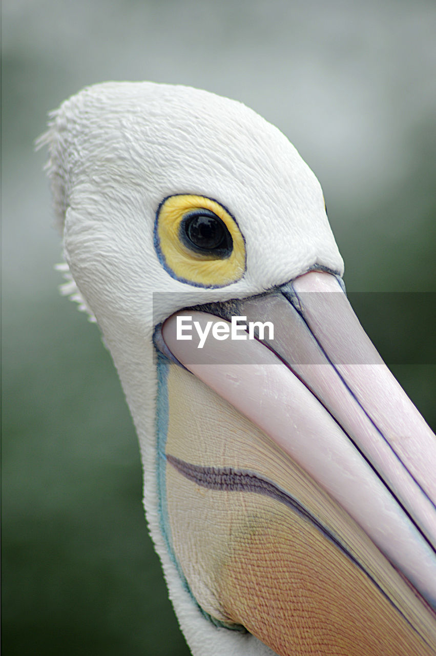 close-up portrait of pelican