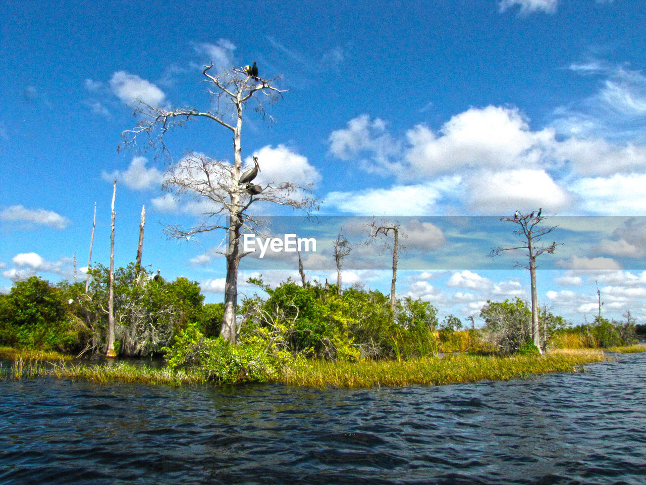 SCENIC VIEW OF RIVER AND TREES AGAINST SKY