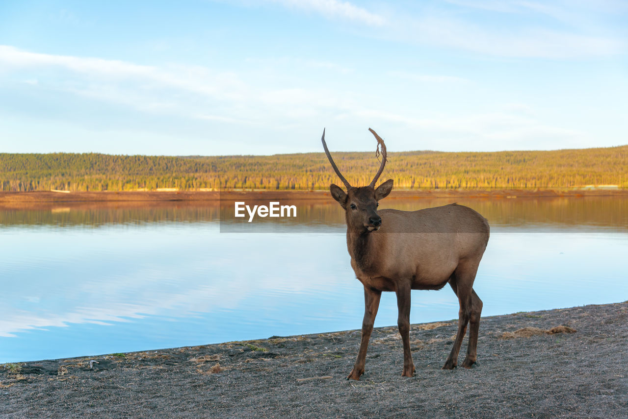 Deer standing by lake against sky