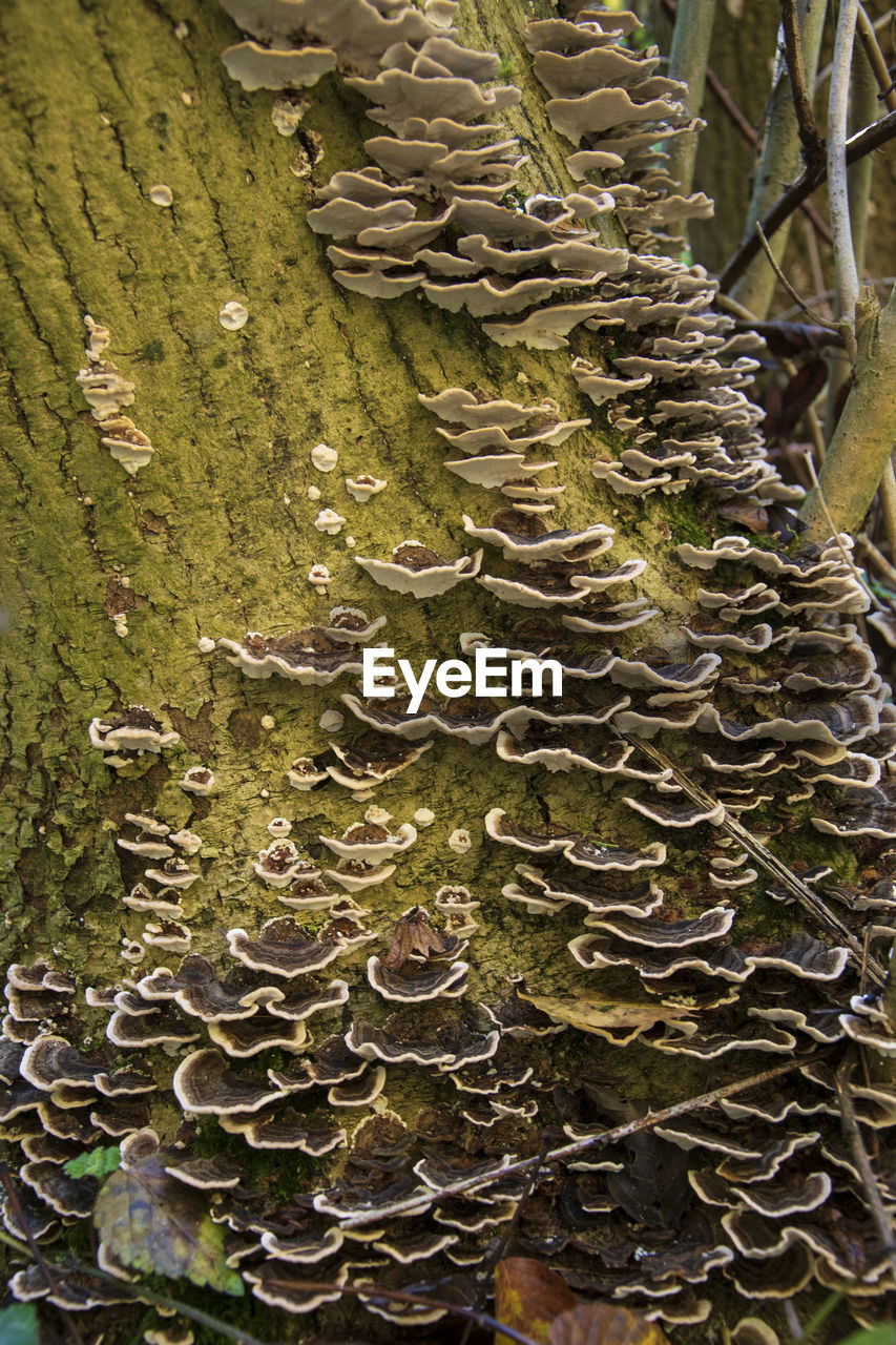 CLOSE-UP OF MUSHROOM GROWING IN TREE TRUNK