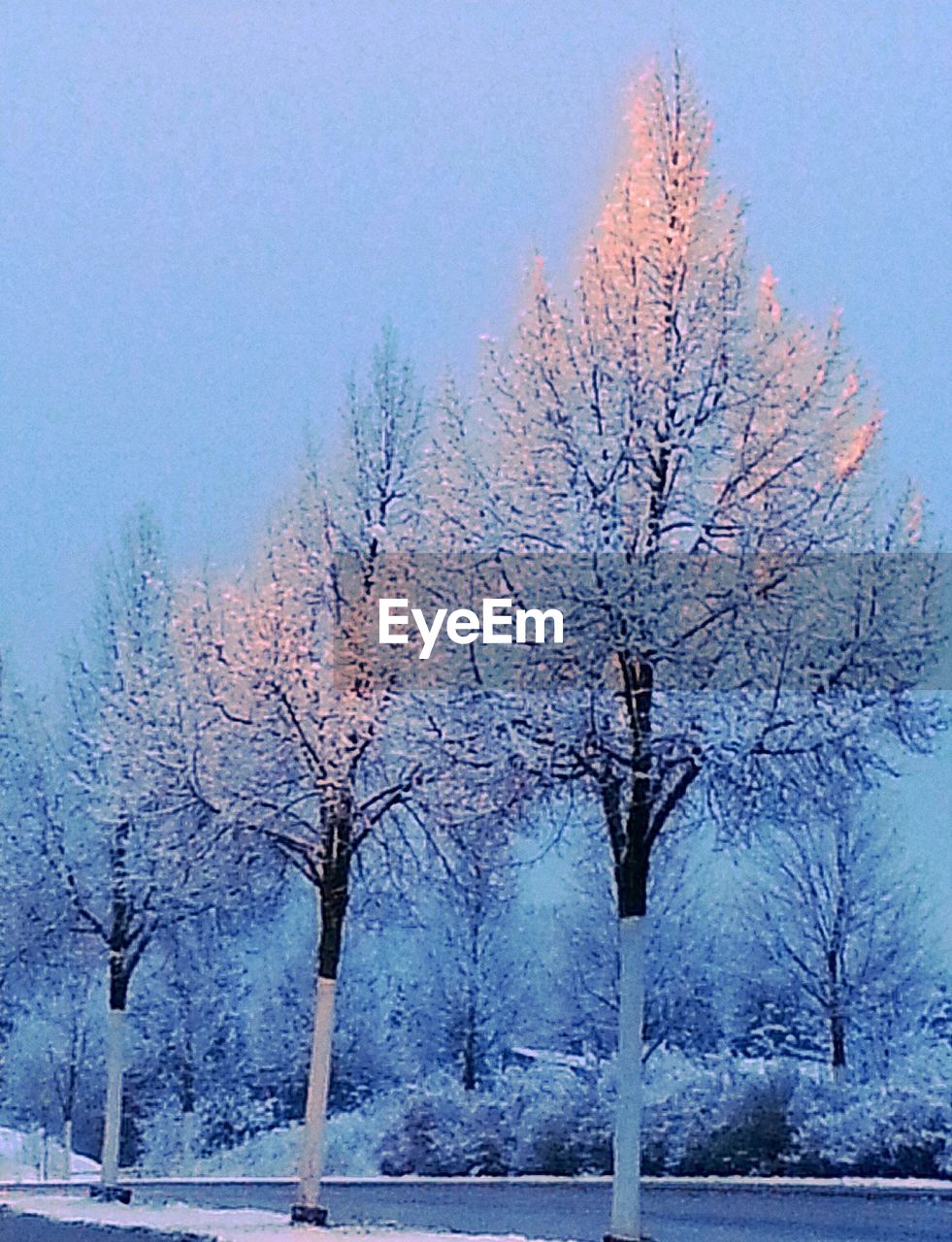 BARE TREES IN WINTER