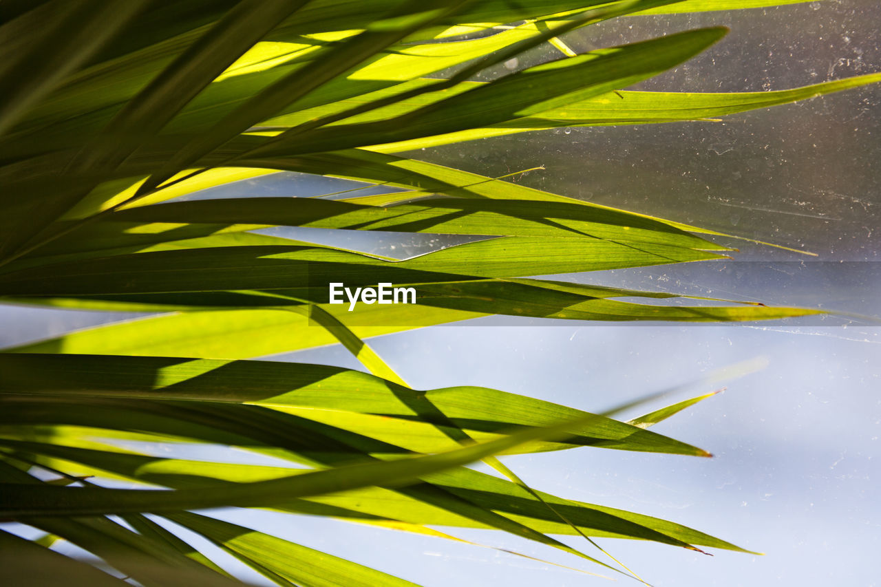 Narrow palm leaves from indoor plant against window pane with blurry background