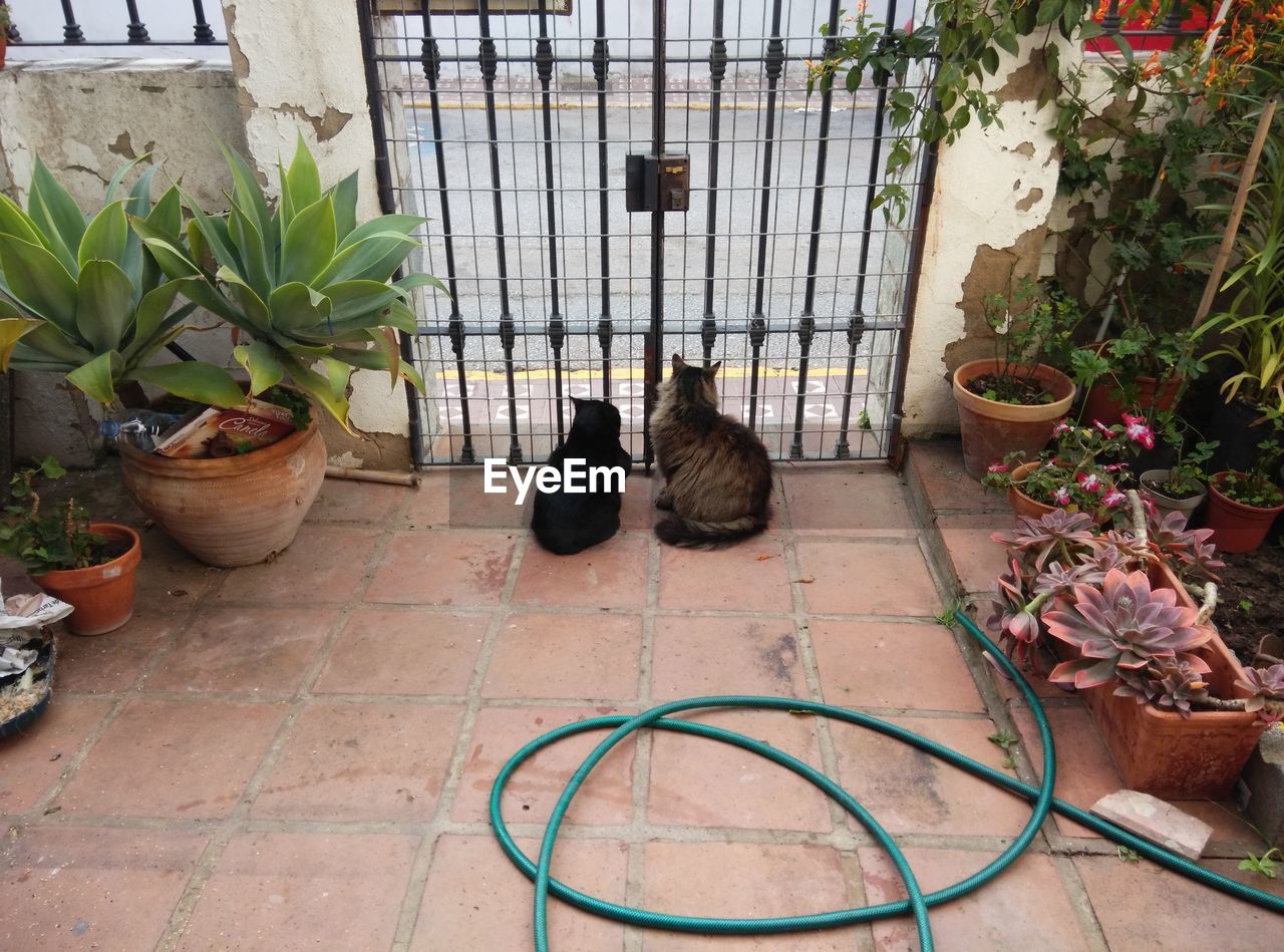 CAT SITTING ON FLOOR