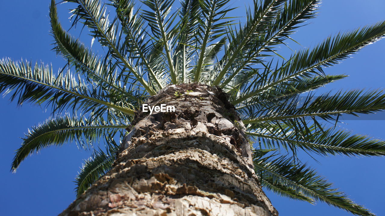 Low angle view of tree against clear blue sky