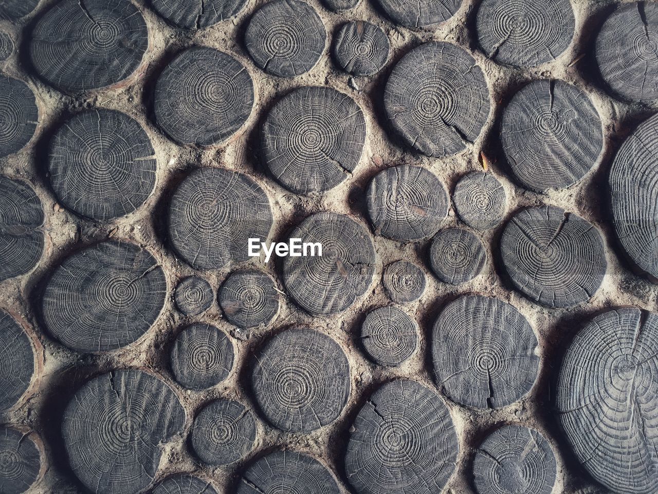 Full frame shot of tree stumps