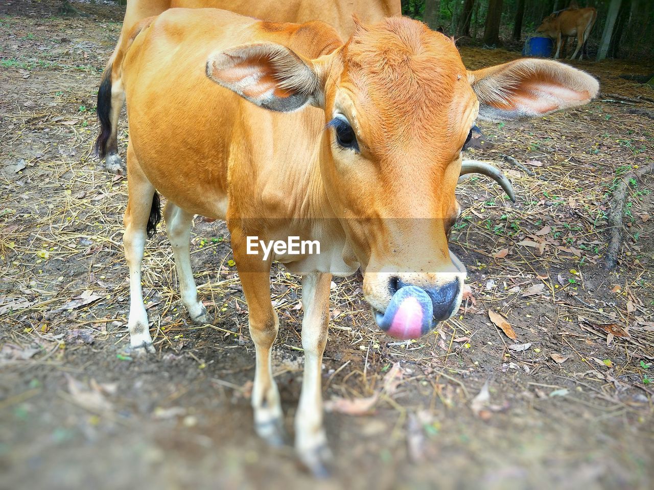 COWS STANDING IN FIELD