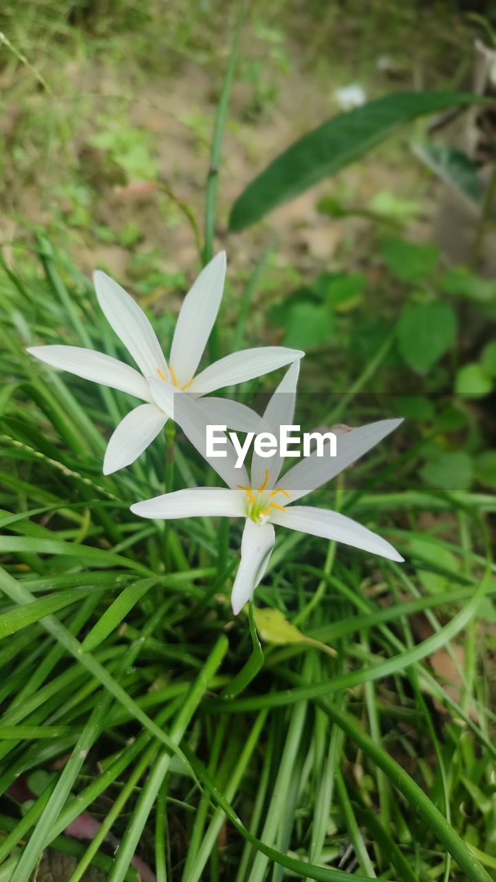 plant, flower, grass, beauty in nature, growth, green, nature, flowering plant, leaf, plant part, freshness, close-up, no people, fragility, wildflower, focus on foreground, white, land, outdoors, day, field, petal, lawn