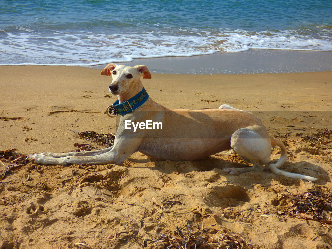 Greyhound relaxing on sand at beach