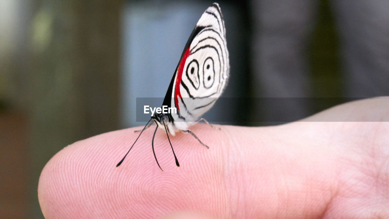 CLOSE-UP OF HAND FEEDING ON FINGER