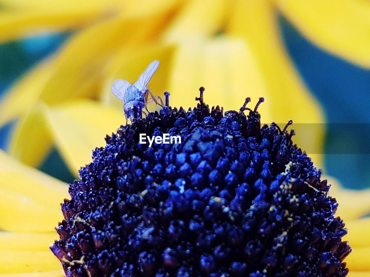 CLOSE-UP OF PURPLE POLLINATING ON FLOWER