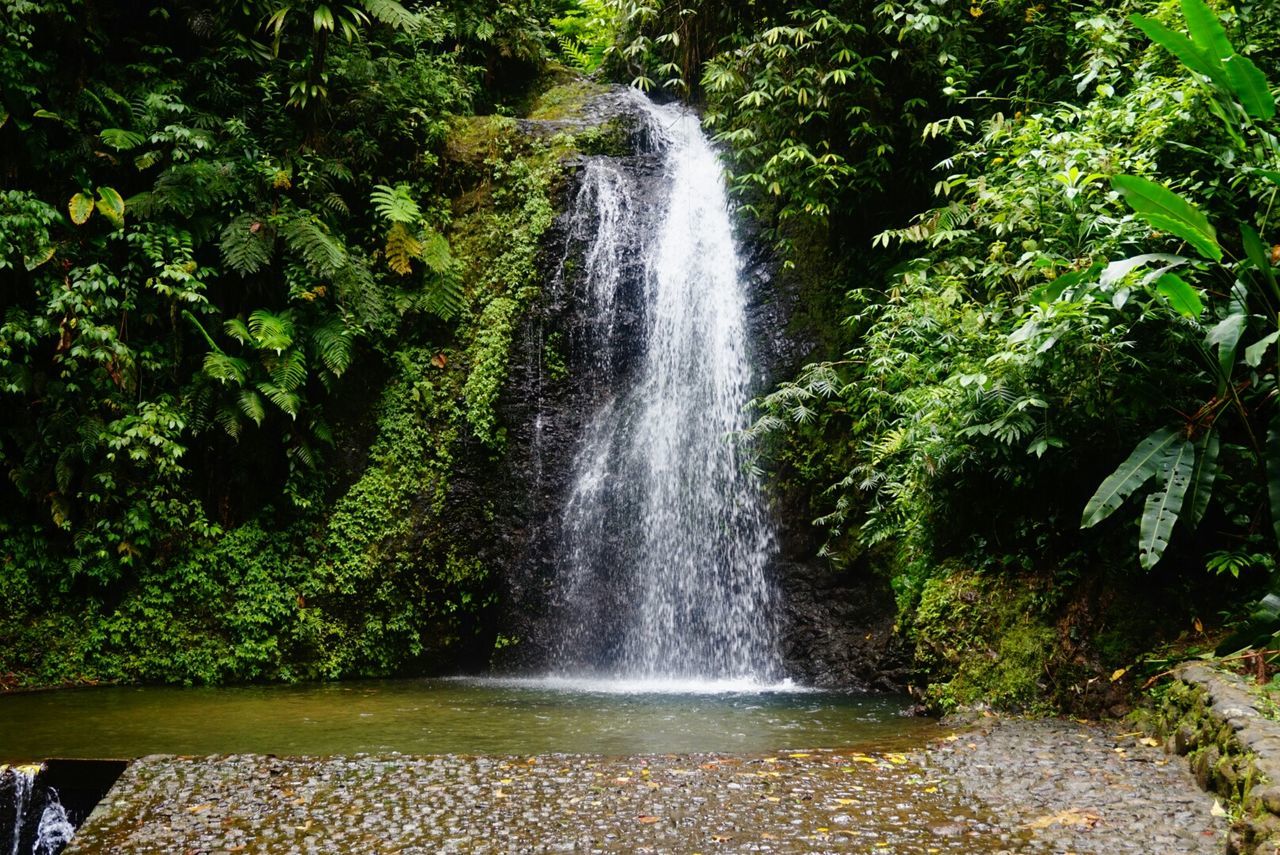 WATERFALL IN FOREST