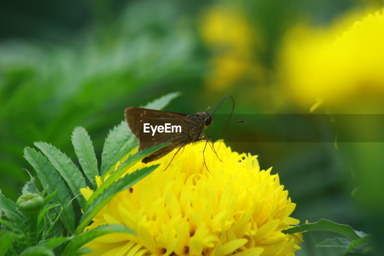 BUTTERFLY ON FLOWER