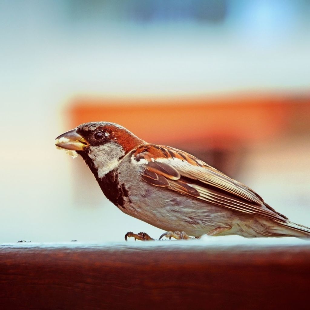 Sparrow on wood