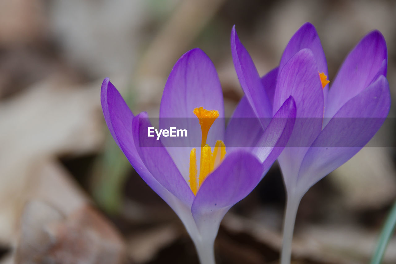flower, flowering plant, plant, crocus, freshness, beauty in nature, close-up, petal, purple, fragility, nature, flower head, growth, inflorescence, iris, macro photography, focus on foreground, no people, outdoors, blossom, springtime, botany