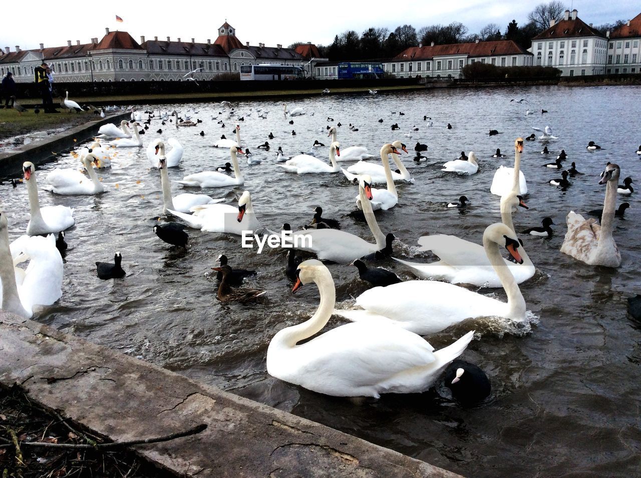 Side view of swans in water