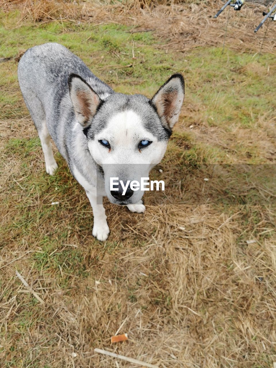 animal themes, animal, one animal, mammal, domestic animals, pet, dog, canine, high angle view, wolfdog, grass, portrait, no people, land, field, day, looking at camera, plant, siberian husky, nature, outdoors