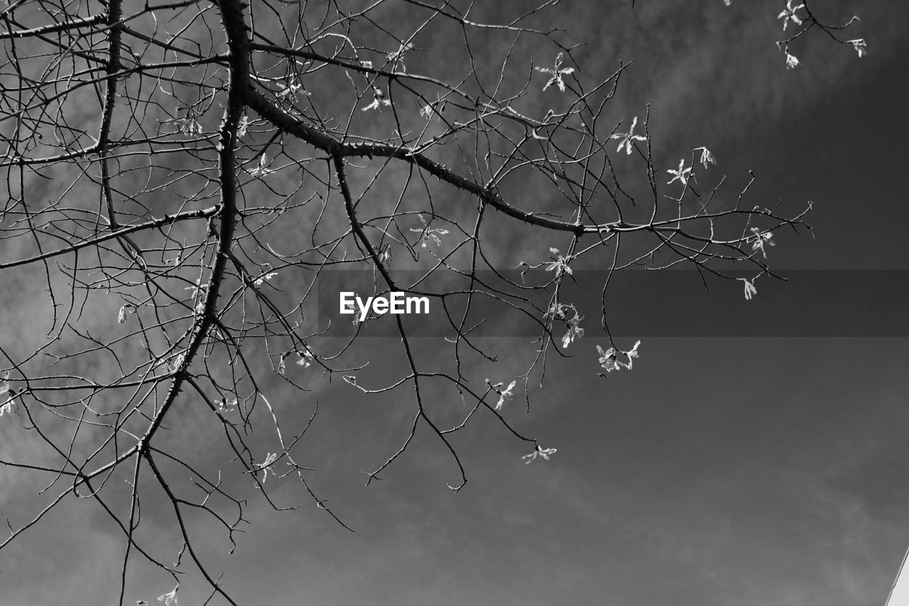 LOW ANGLE VIEW OF BRANCHES AGAINST SKY