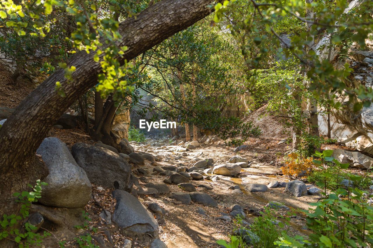 TREES GROWING IN FOREST