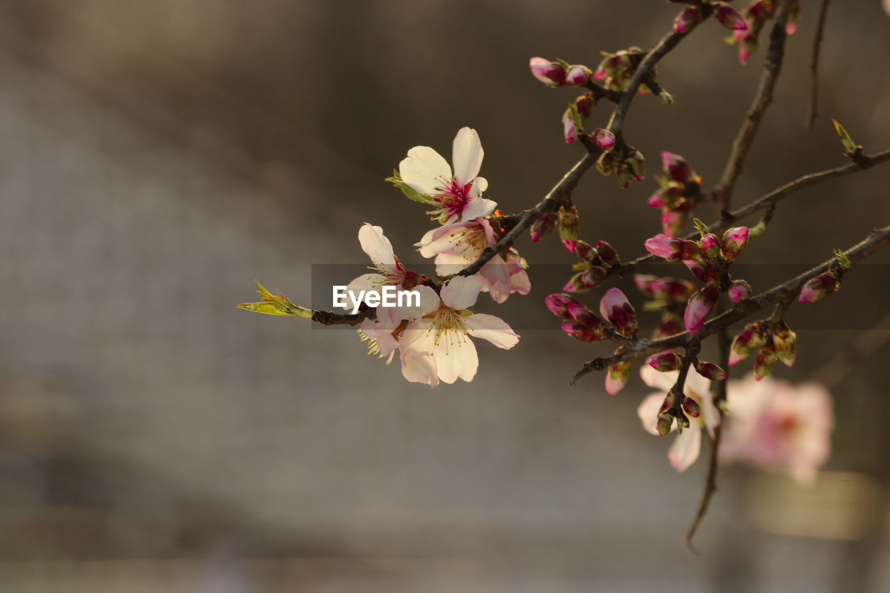 CLOSE-UP OF CHERRY BLOSSOM ON TREE