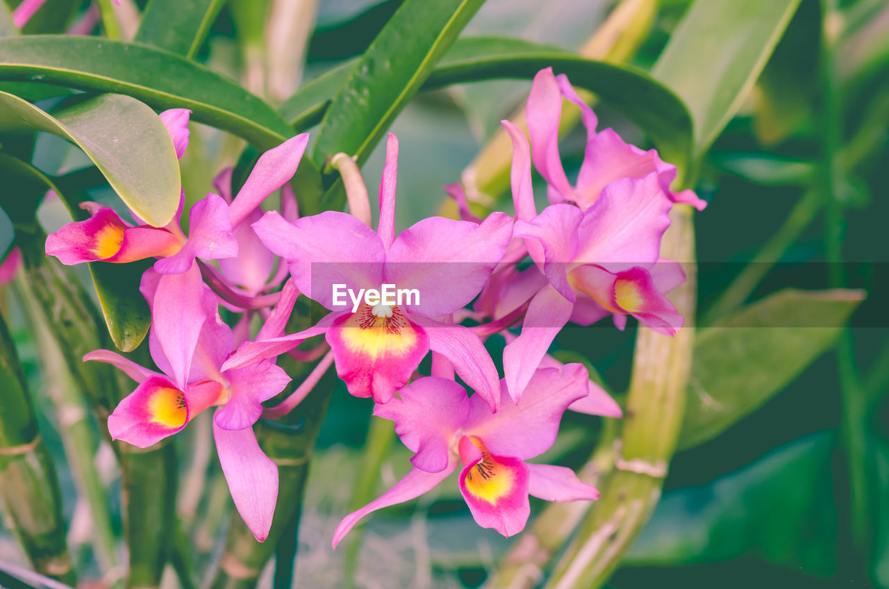 CLOSE-UP OF PINK FLOWERS