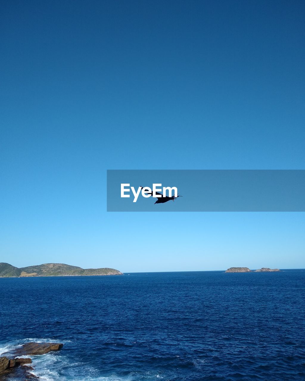 BIRDS FLYING OVER SEA AGAINST CLEAR SKY