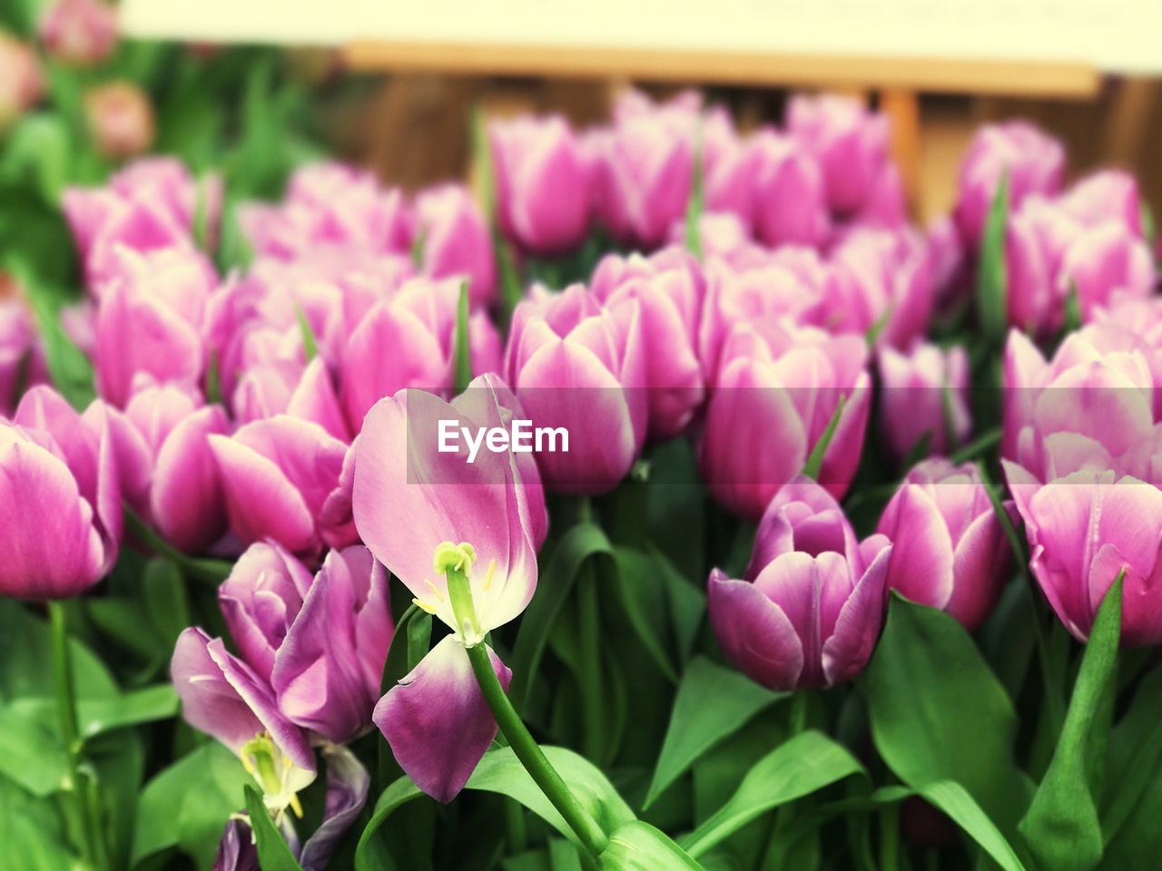 Close-up of fresh pink flowers blooming in garden