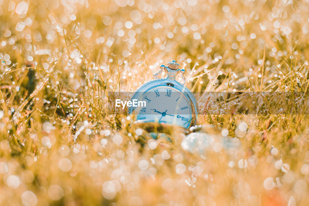 Close-up of pocket watch on wet grass