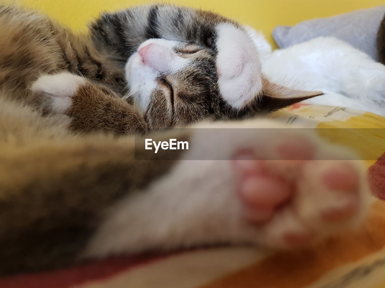 Close-up of cat sleeping on bed